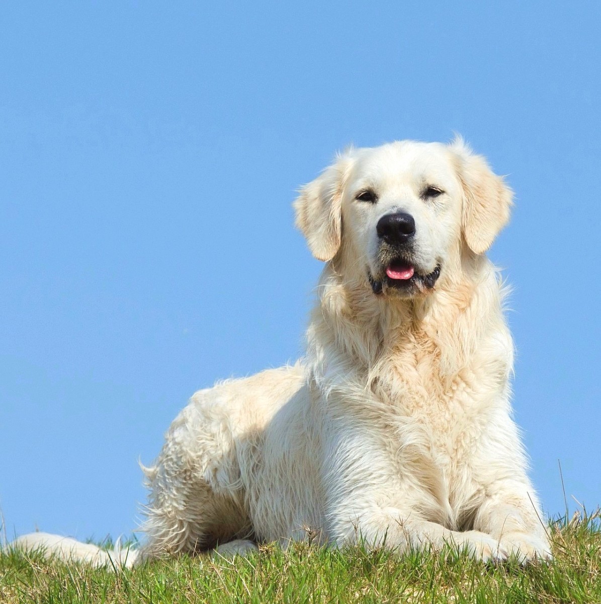 Golden Retriever Dog Breed Information and Characteristics