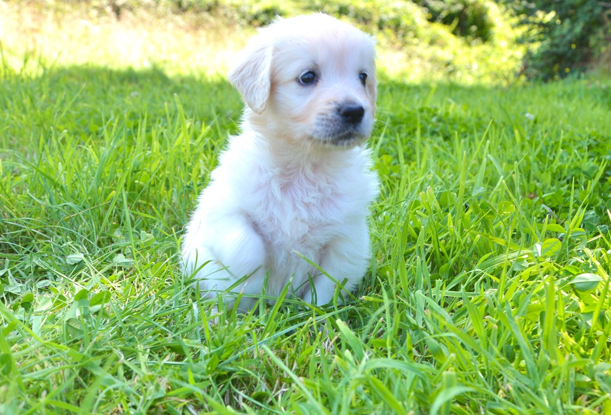 View Ad: Golden Retriever Puppy for Sale near Ohio ...
