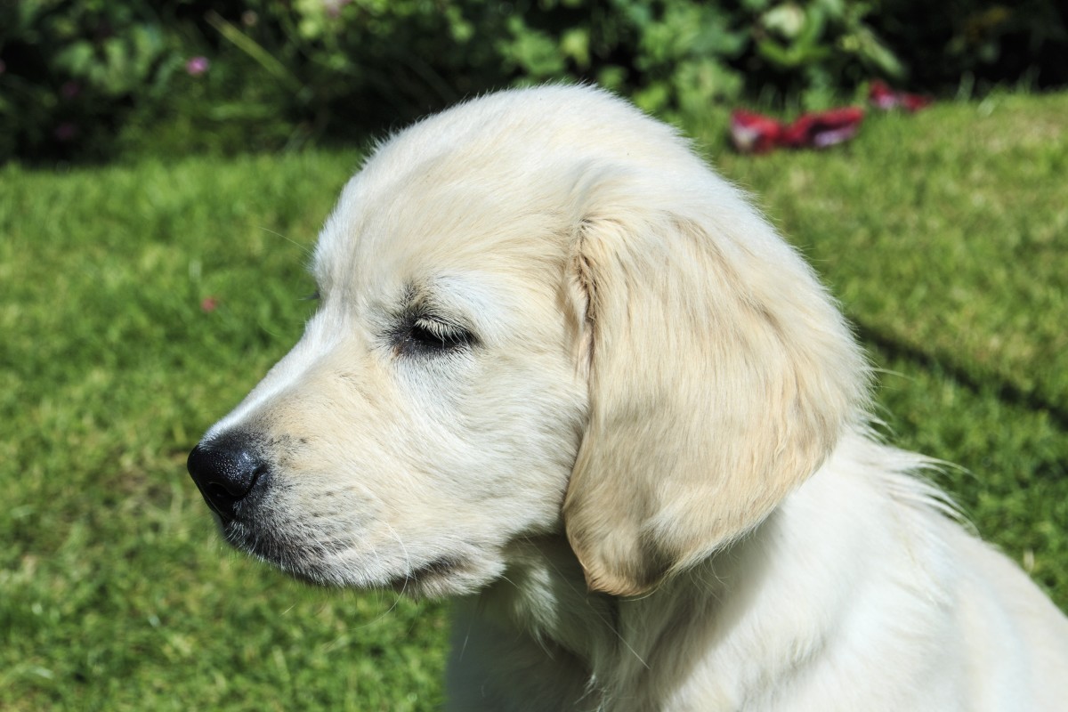 Golden Retrievers are good dogs for families with children due to their friendly temperament.