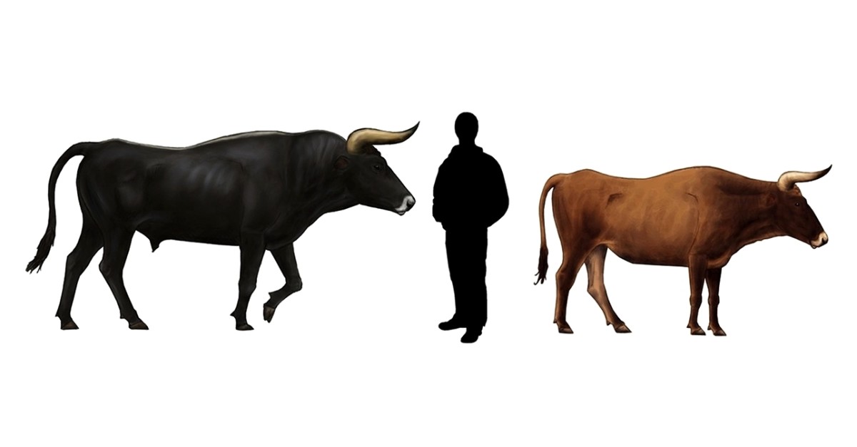 Aurochs and Domesticated Cattle 