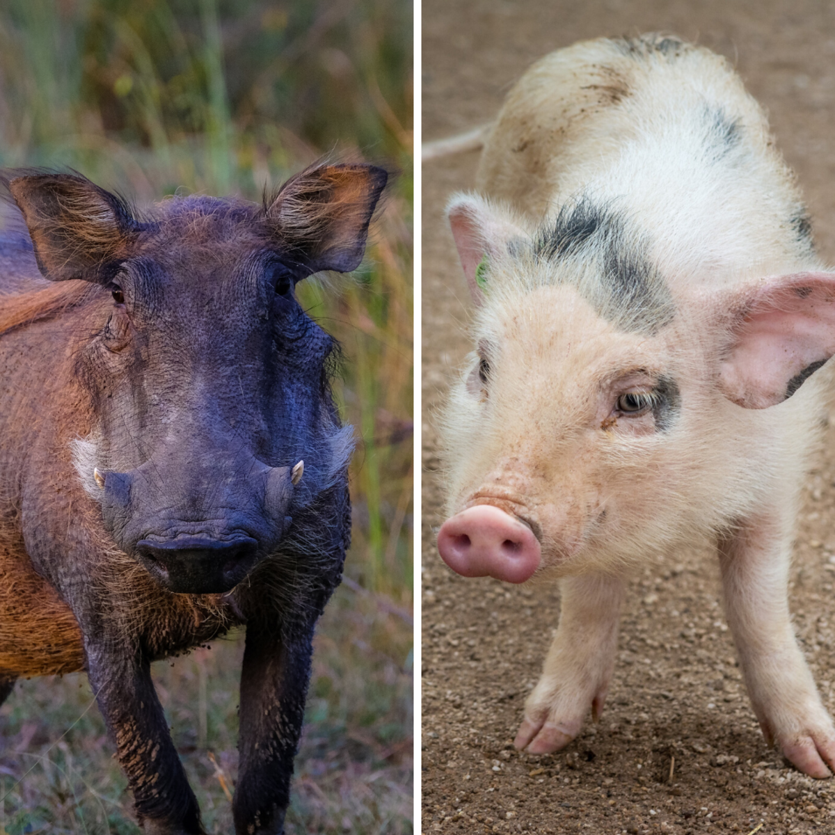 Wild Boar and Domesticated Pig