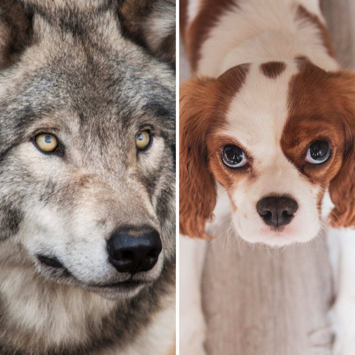 Wild vs. Domesticated Animals: Why Domestication Has Nothing to Do With How  Dangerous Pets Are - PetHelpful