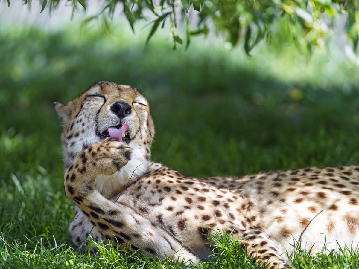 Cheetah, not really a big cat. 
