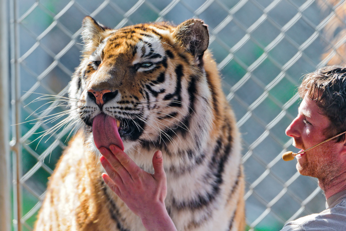 Where the risk is: Tiger licking his trainer. 