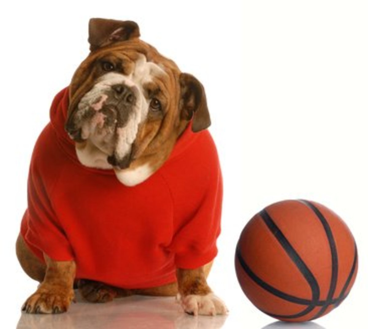 Female Dogs Enjoy Great Basketball Names Too.