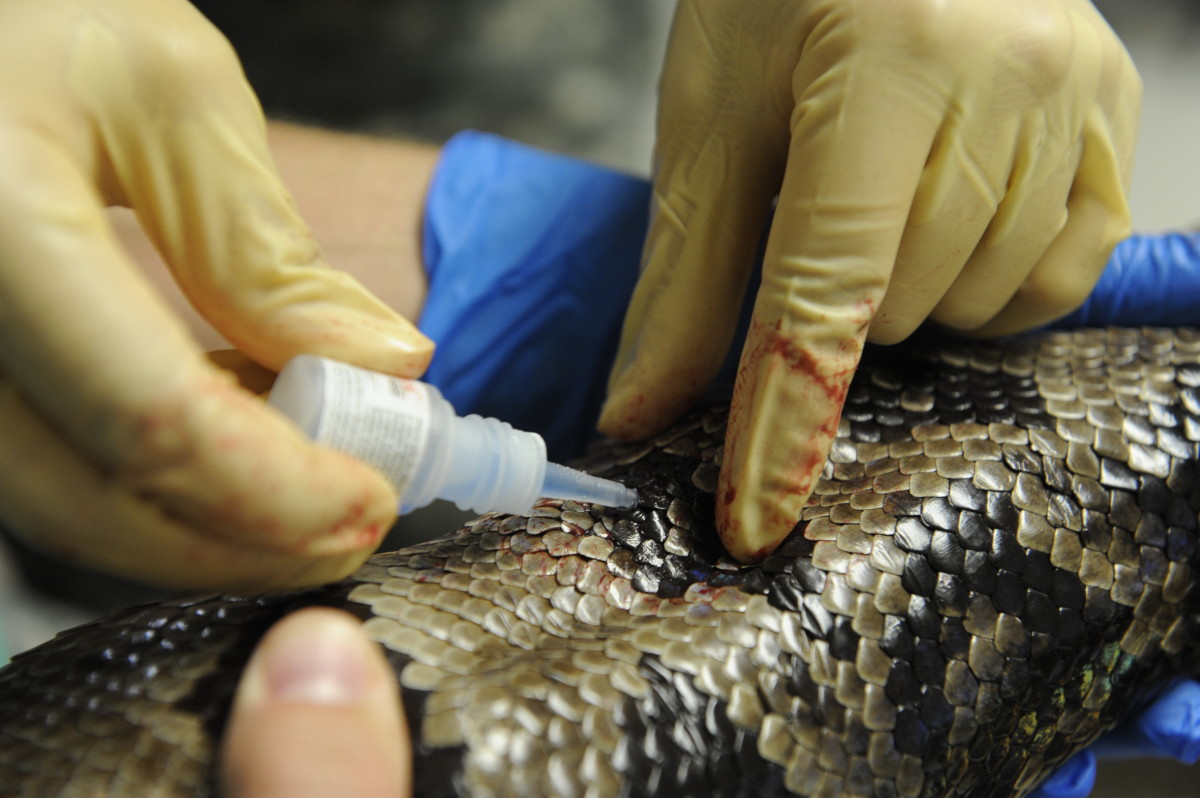 Suture glue being used on a boa.