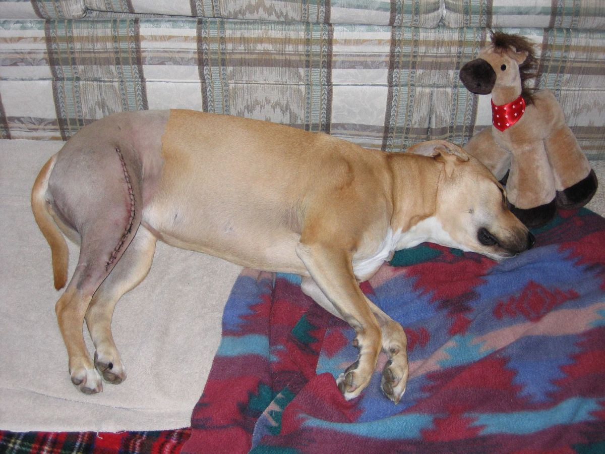 Typical fracture repair or TPLO surgical incision on a recovering dog.