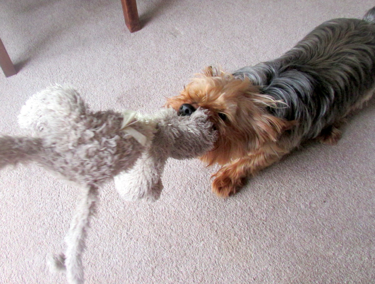 My Yorkshire Terrier Playing