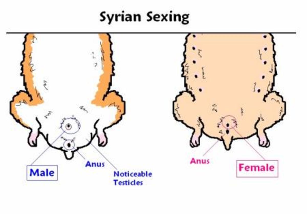 This diagram shows what to look for when determining whether your hamster is male or female.