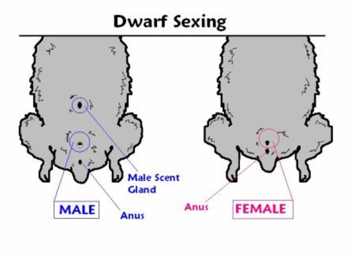 You can use this chart to differentiate between male and female Robos.