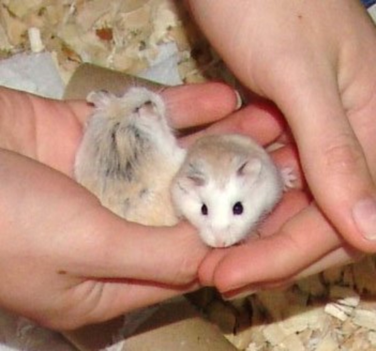 How To Keep A Chinese Dwarf Hamster - Complete Care Guide