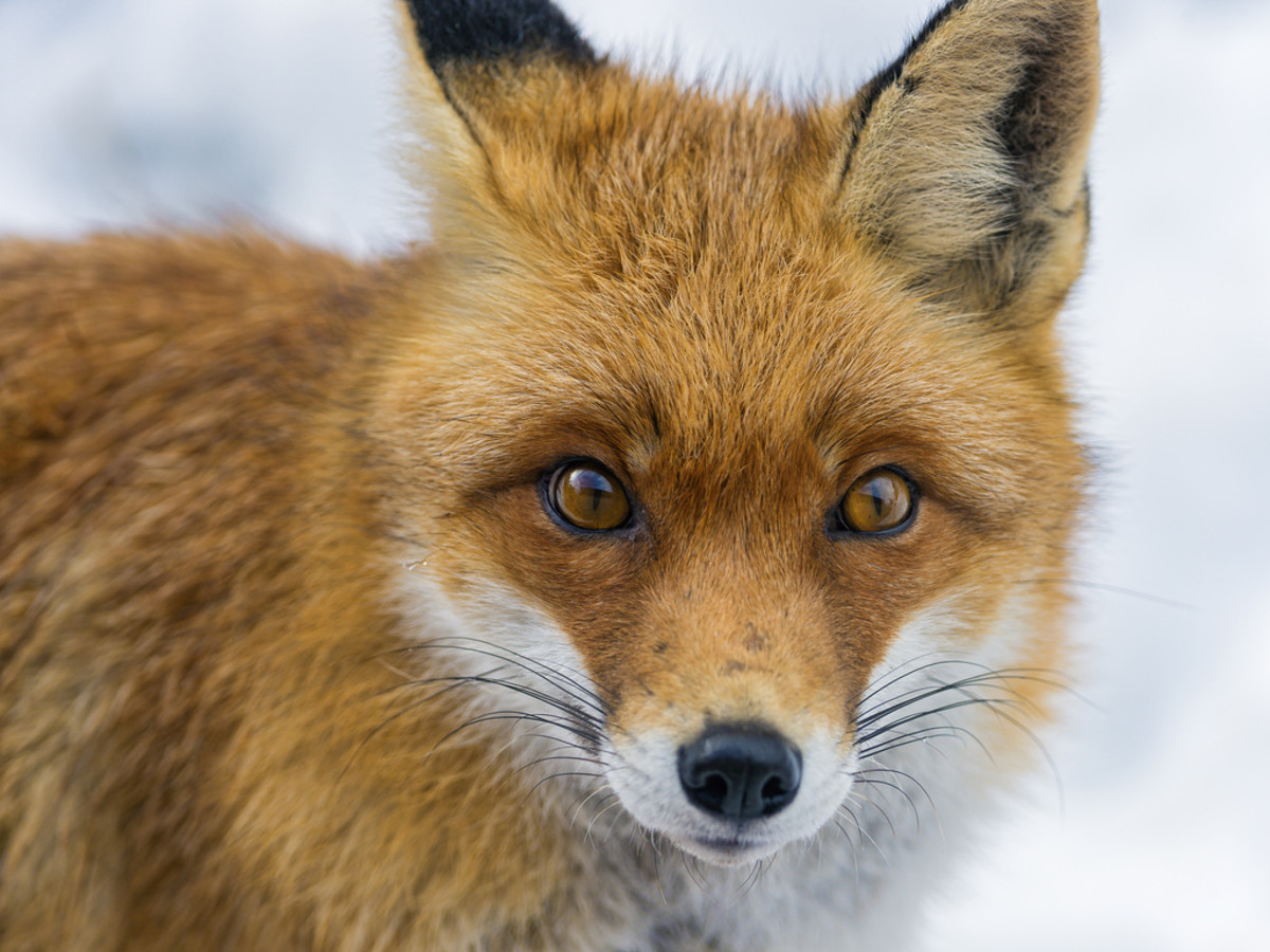 Red fox close up 