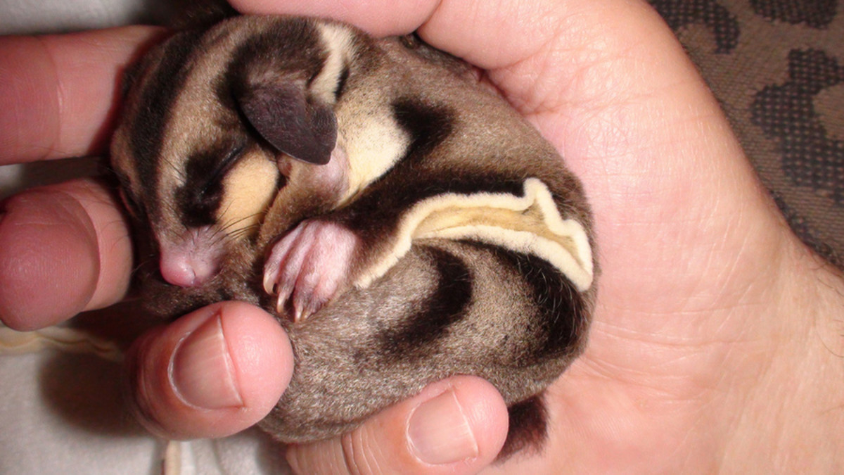 Sugar gliders can get really messy really fast, so be careful when handling them. 