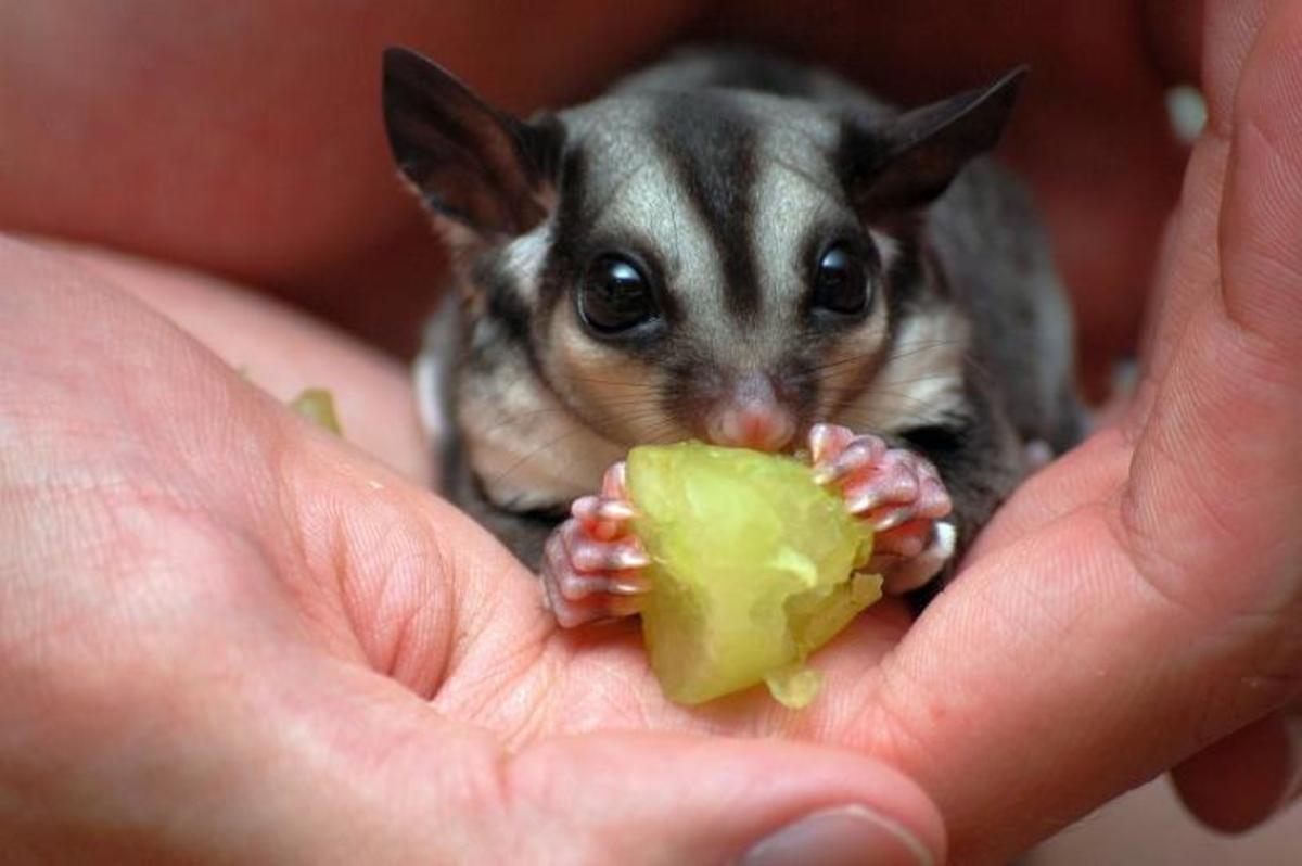 Sugar gliders require specialized nutrition. 