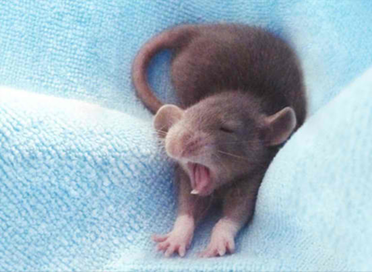 health-problems-in-pet-mice