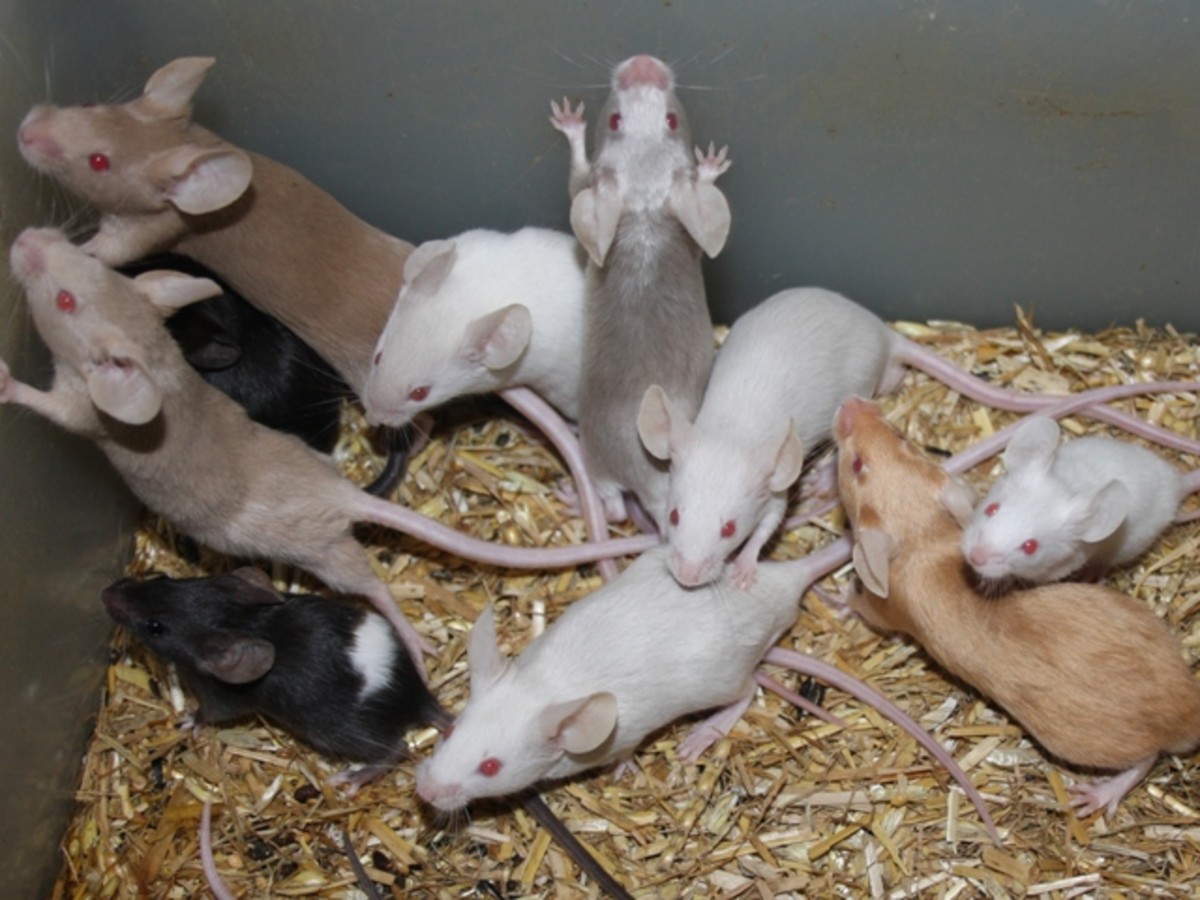 dose above hostel Health Problems in Pet Mice - PetHelpful