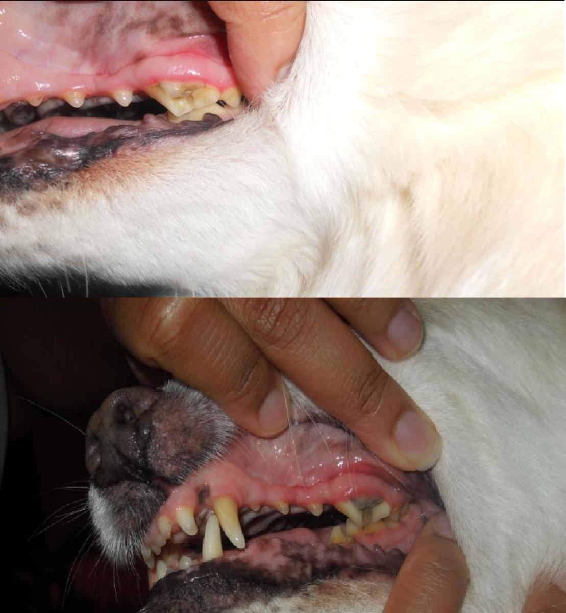 My Dog's Broken Teeth Upon Discovery and Months Later