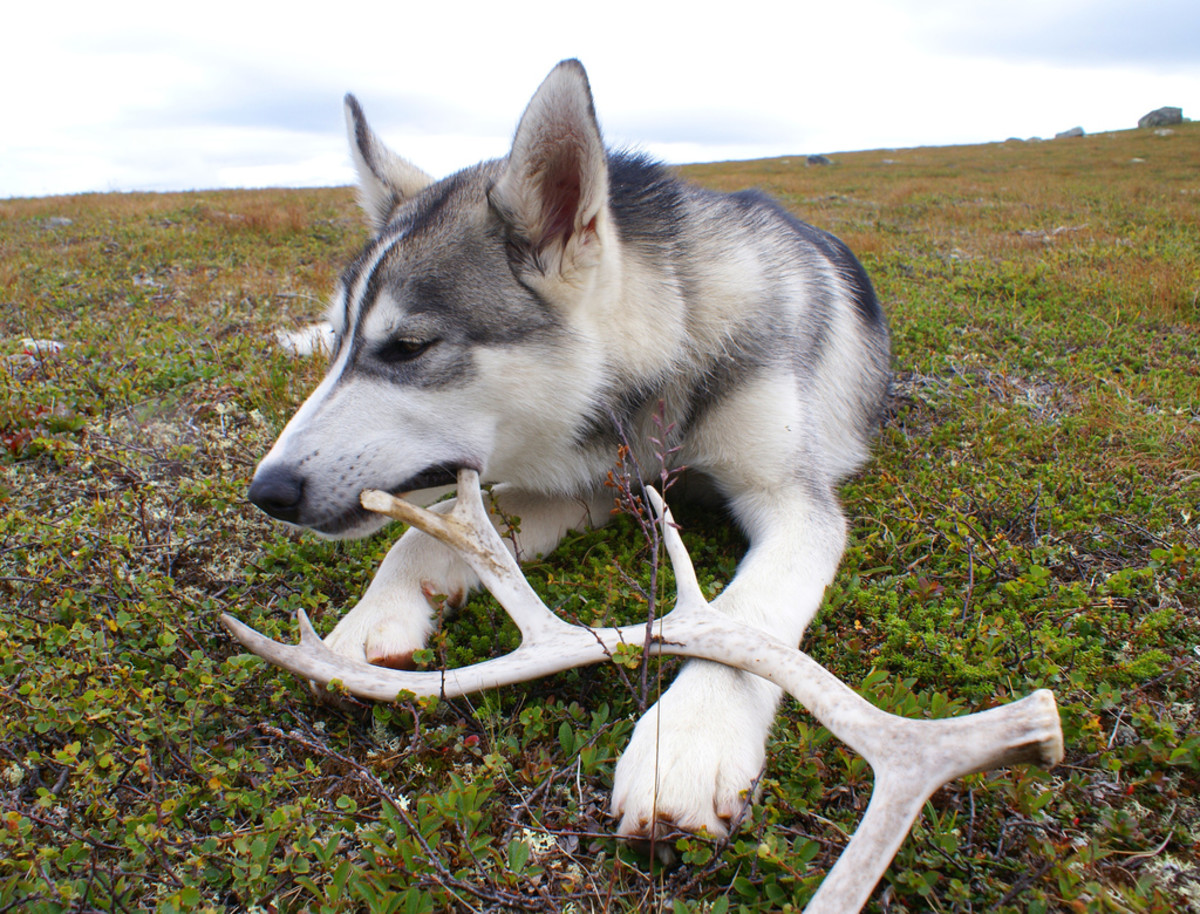 can bones hurt dogs teeth