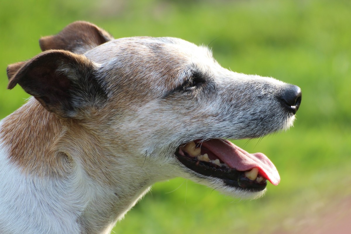 Chronic bronichitis is seen most often in older
terriers.