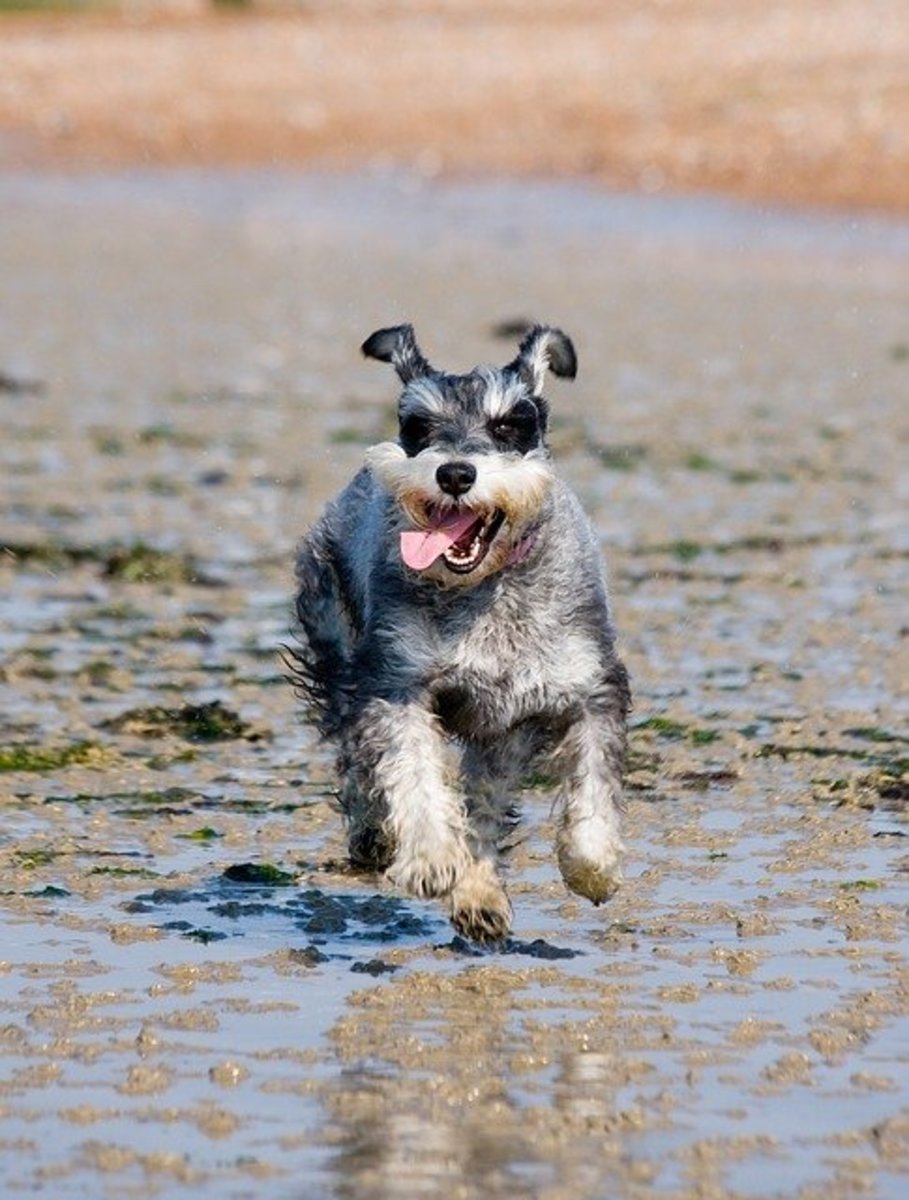 Back on the beach, this Schnauzer is looking for more things to eat.