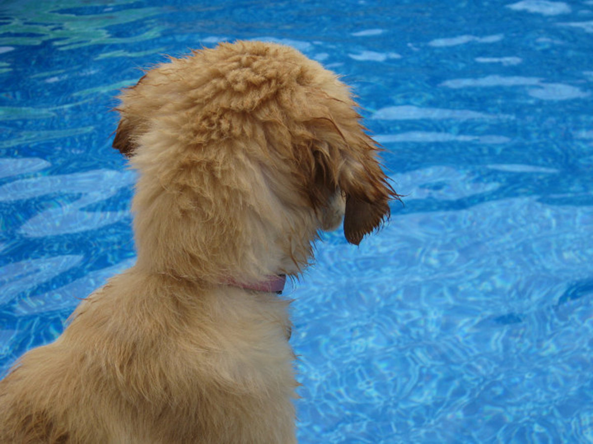 The Golden Retriever is a natural water dog.