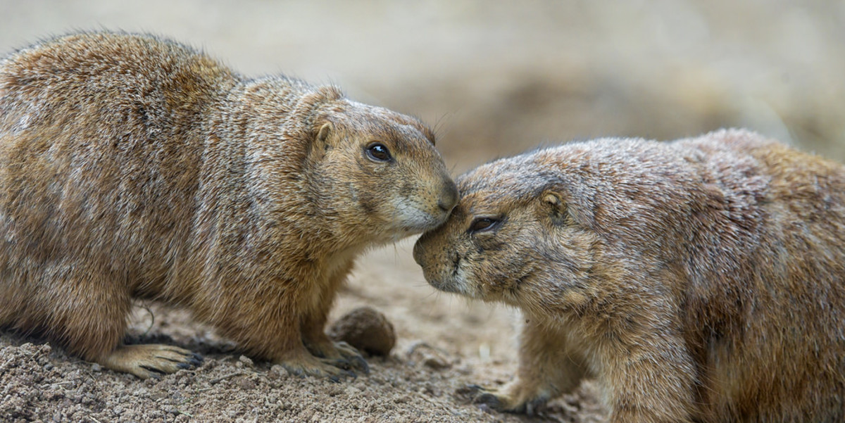 Two Prairie Dogs 