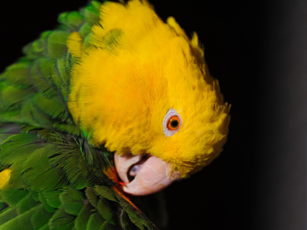 Parrot Preening 