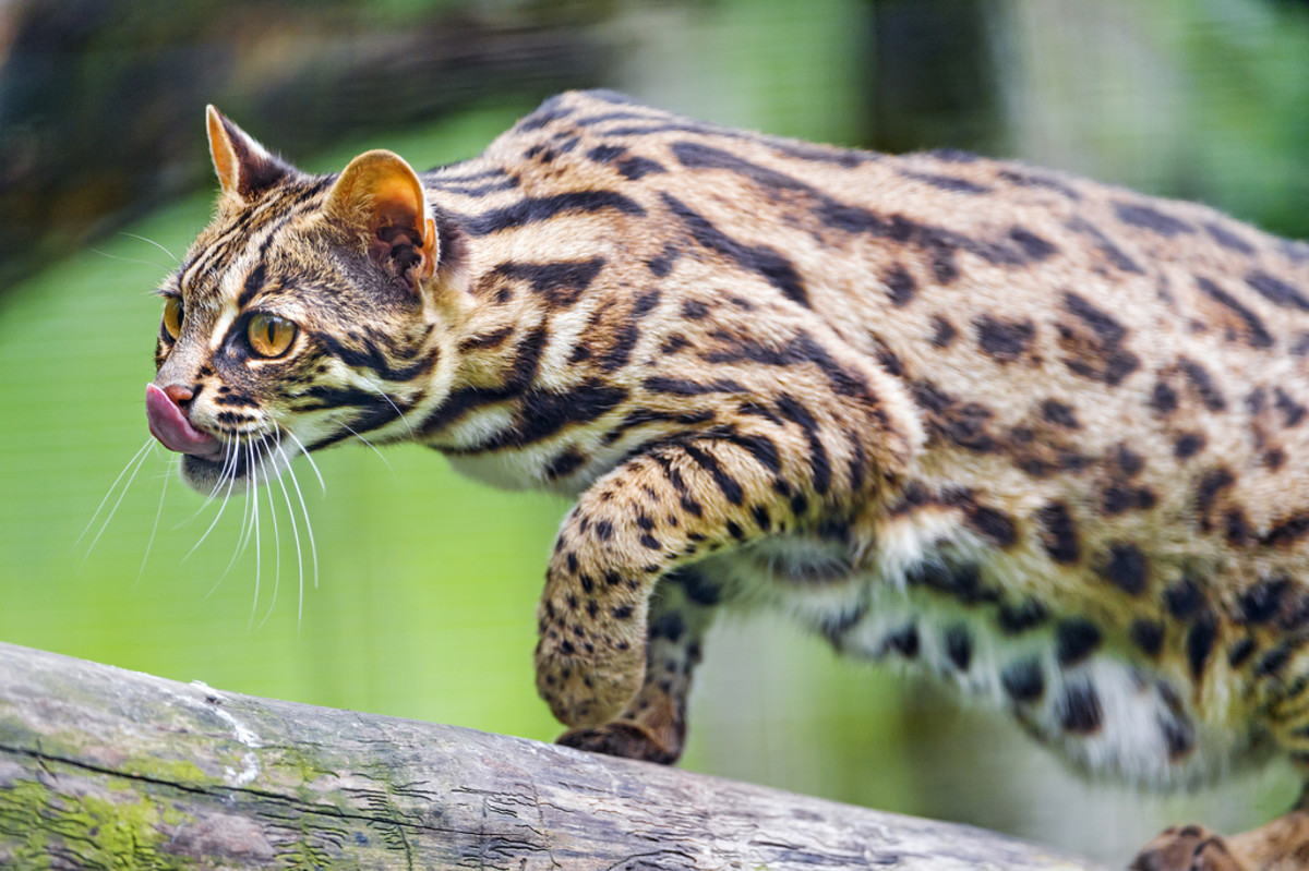 Leopard Cat 
