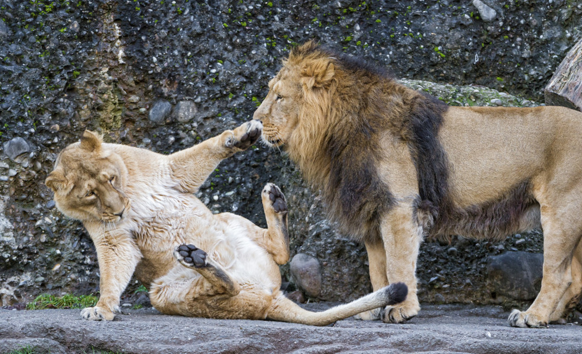Two Lions Playing
