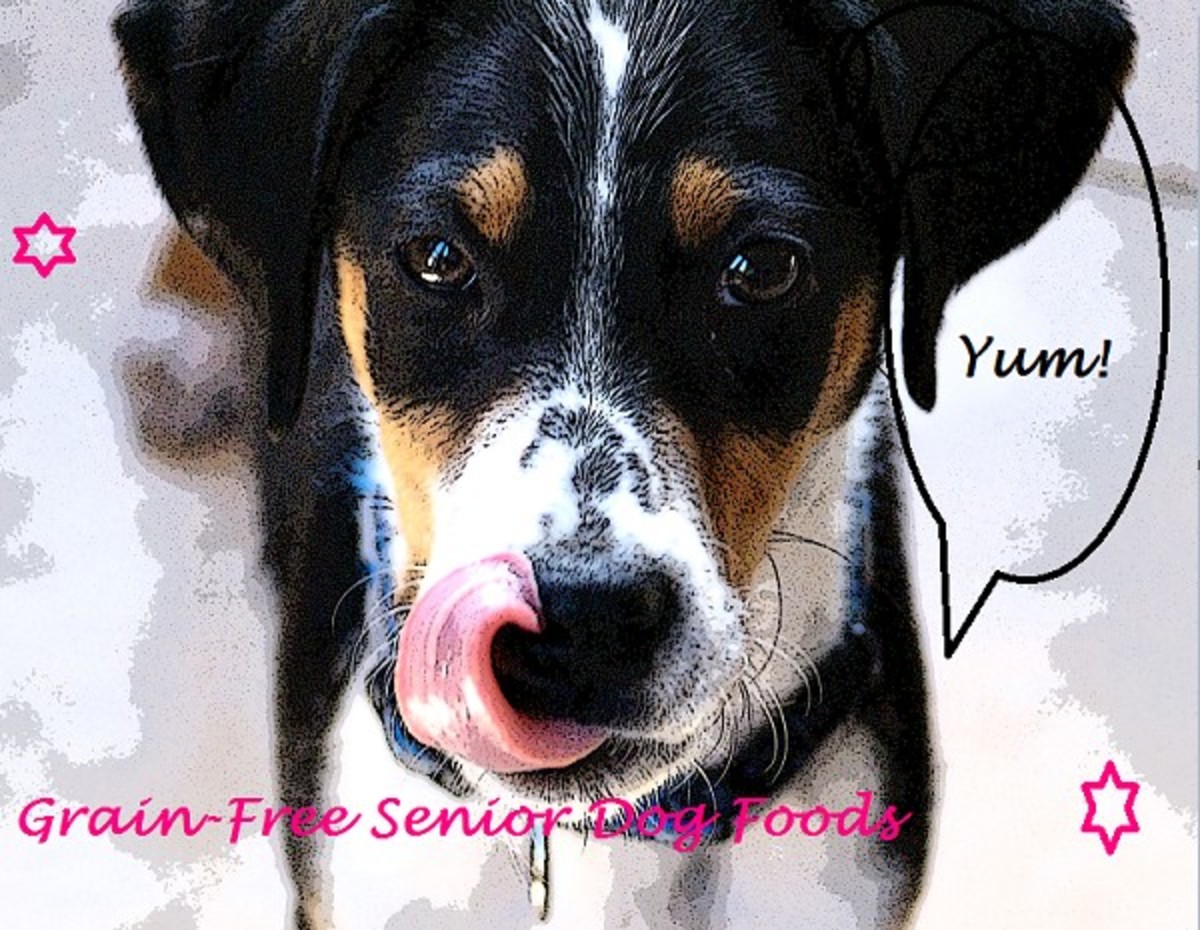 Grain-free senior dog foods
