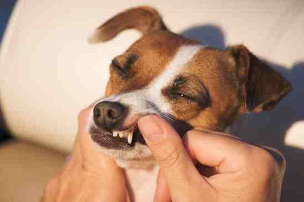 Regularly check your Jack Russell's teeth and gums; a daily check by you with the help of dental products could help keep their mouths healthy.