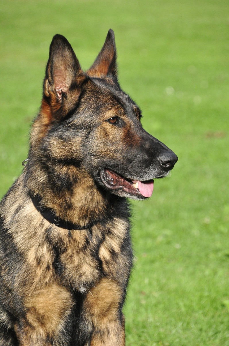 History of the German Shepherd Breed PetHelpful