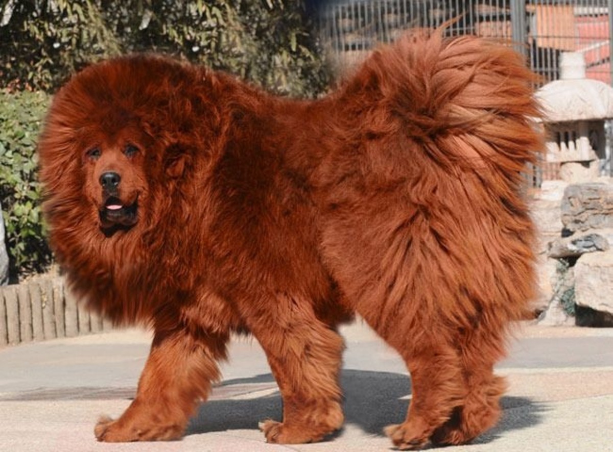 top-10-most-costliest-dog-breeds-in-india-in-2015
