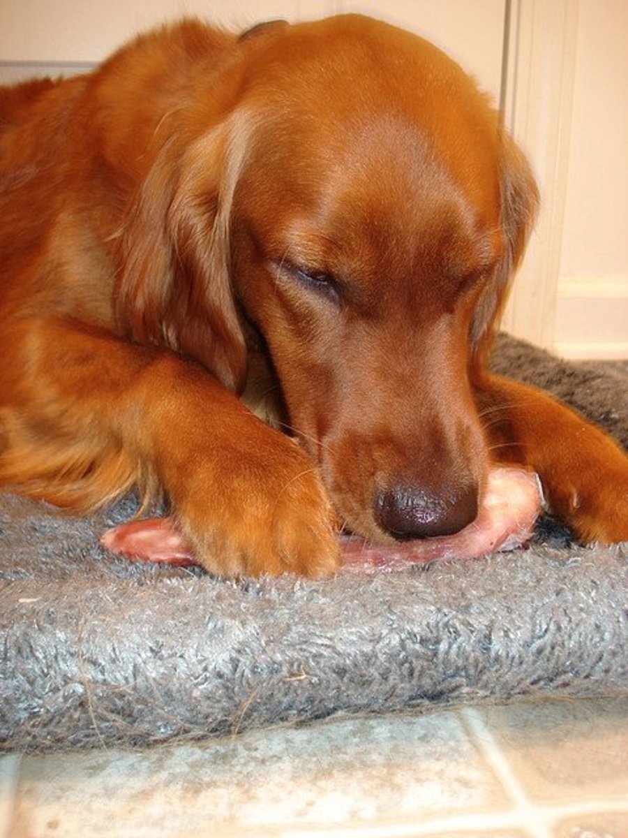 A homemade raw diet can improve your dogs coat and decrease shedding.