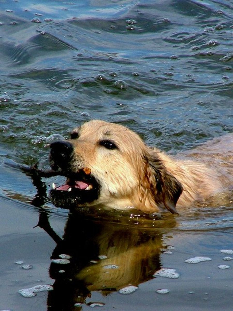 A stick or other object can become lodged in your dogs mouth and cause excessive drooling.