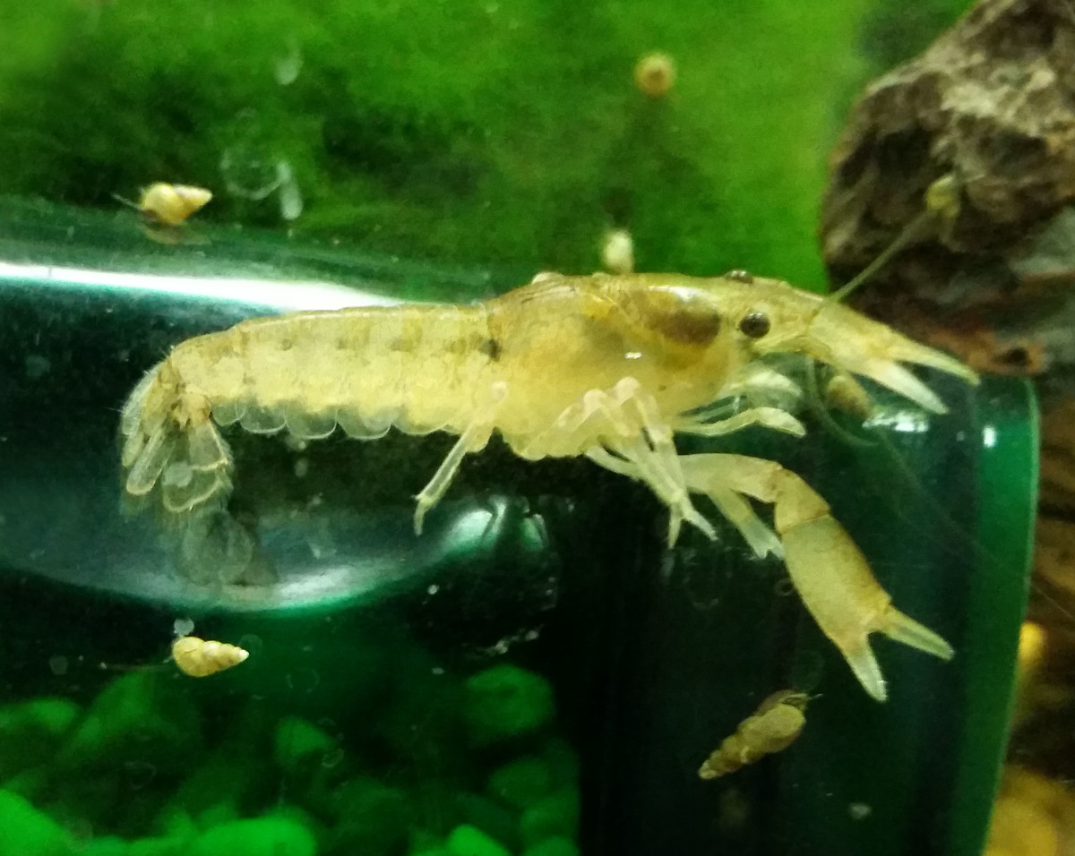 How to Care for Cajun Dwarf Crayfish (Cambarellus shufeldtii)