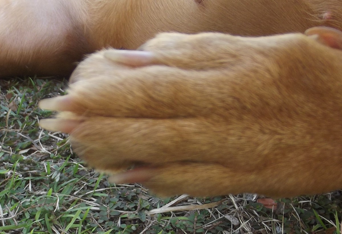 If the toes are next to each other, there is no swelling in your dogs foot and it is probably not broken.