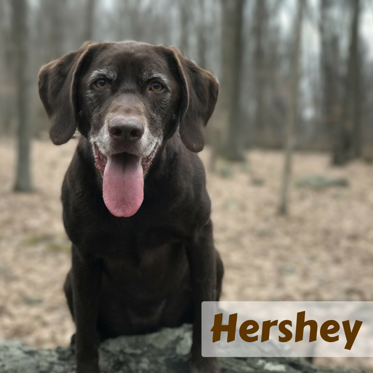 Meet Hershey, the Chocolate Lab. 