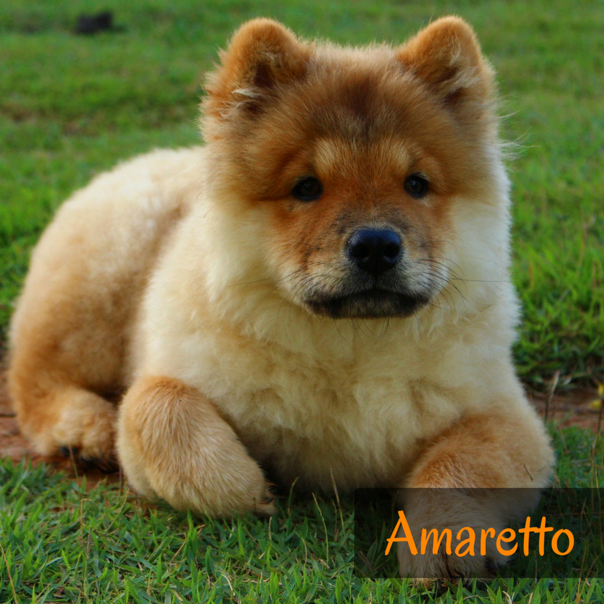 Amaretto is a pretty name for a red Chow Chow.  