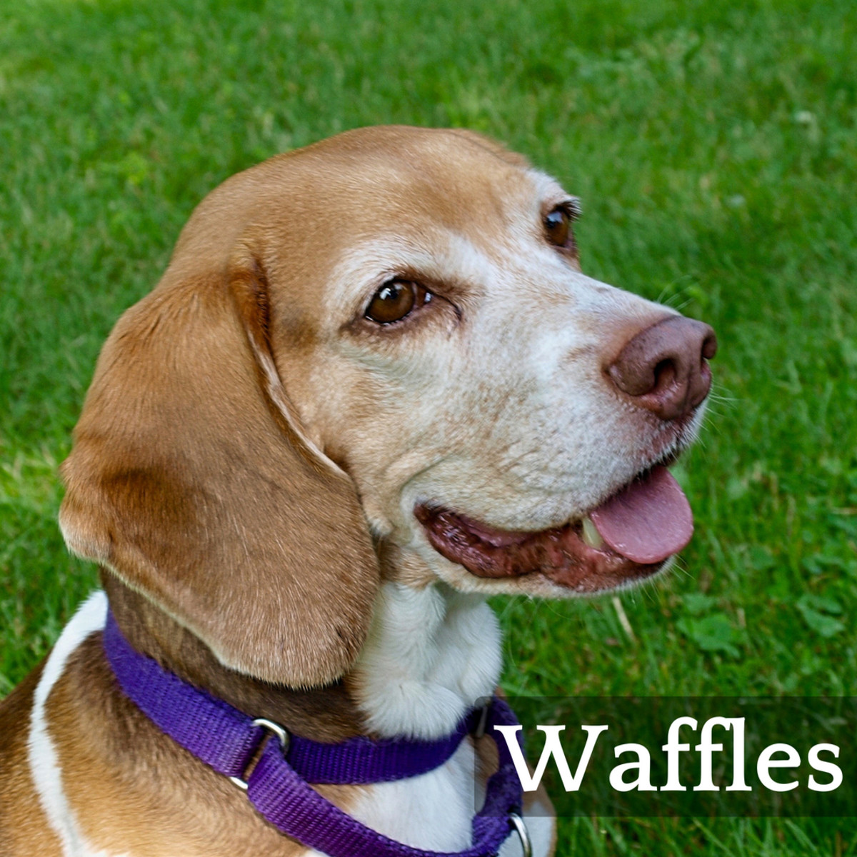 Waffles is a great name for a golden-colored female dog. 