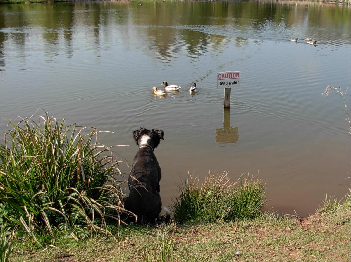 how to help backyard overstimulation in dogs