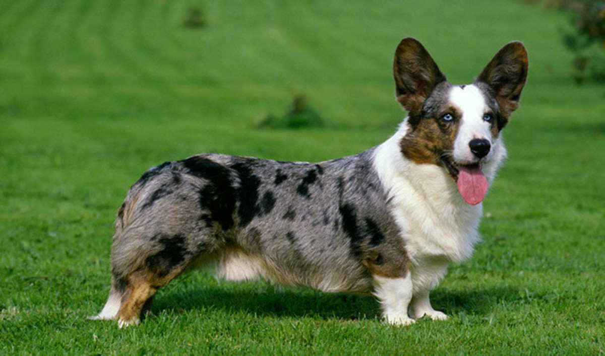 10-dog-breeds-that-can-have-a-merle-coat