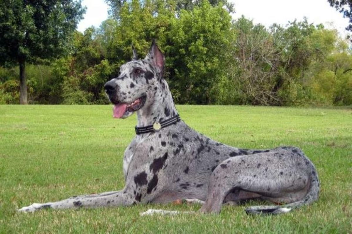 10-dog-breeds-that-can-have-a-merle-coat