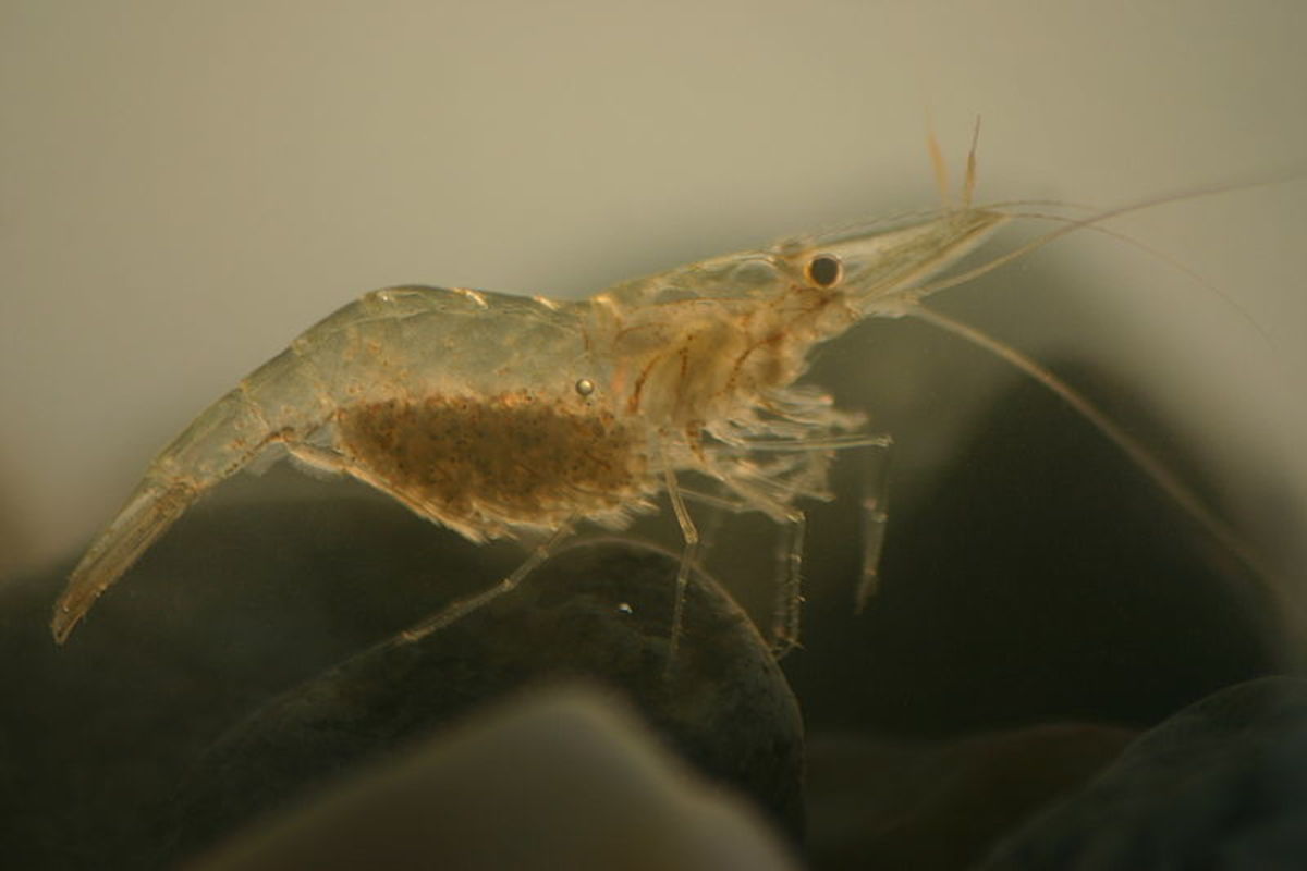Ghost shrimp are industrious scavengers.