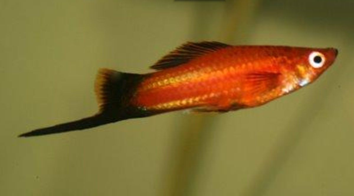 A male Swordtail. These more aggressive fish can breed with Platys.