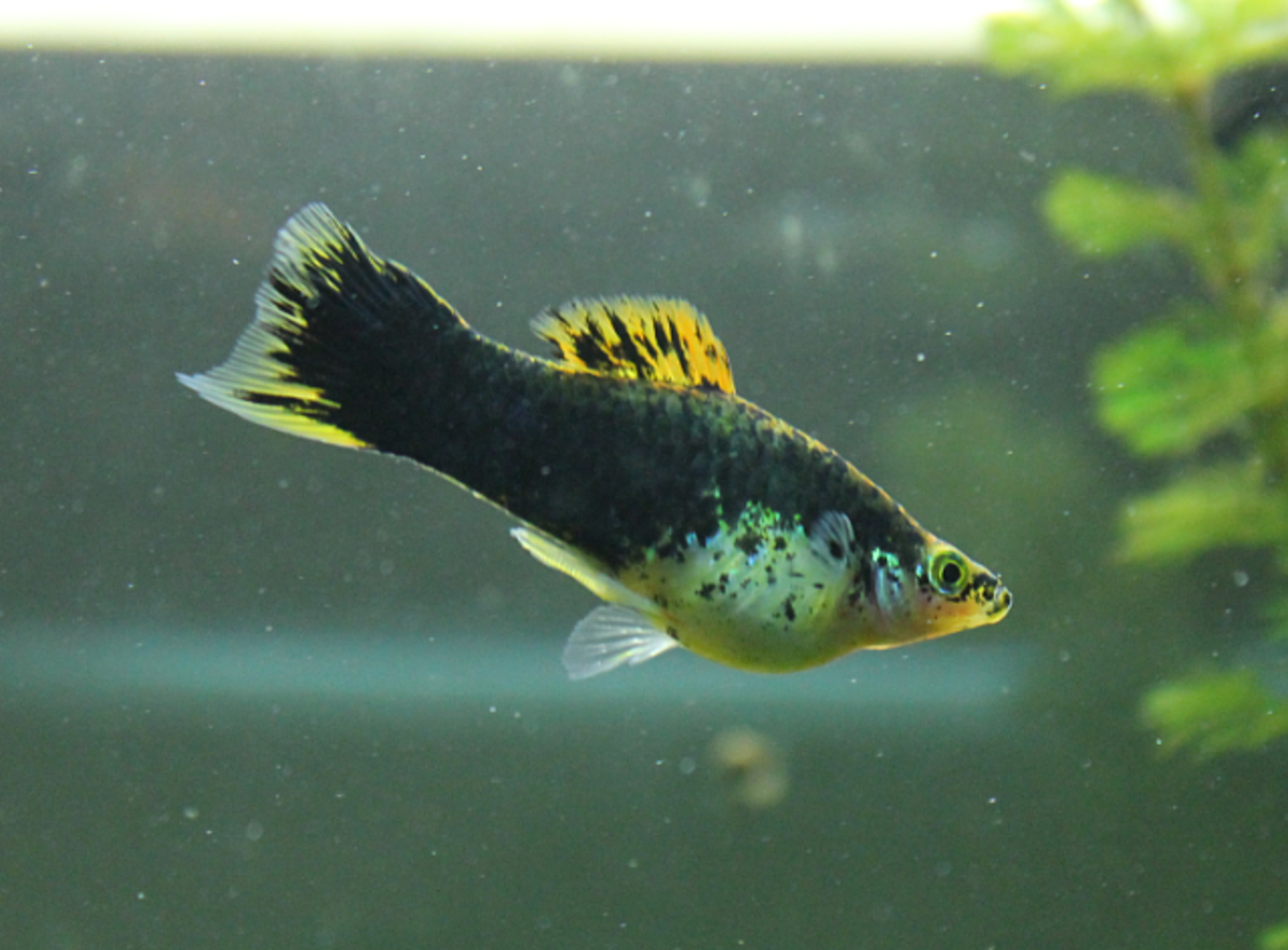 Our aggressive Platy was very similar to this one, and may well be a Swordtail/Platy hybrid. Note the "sword spike" mark in her tail. Ours was even more pronounced.
