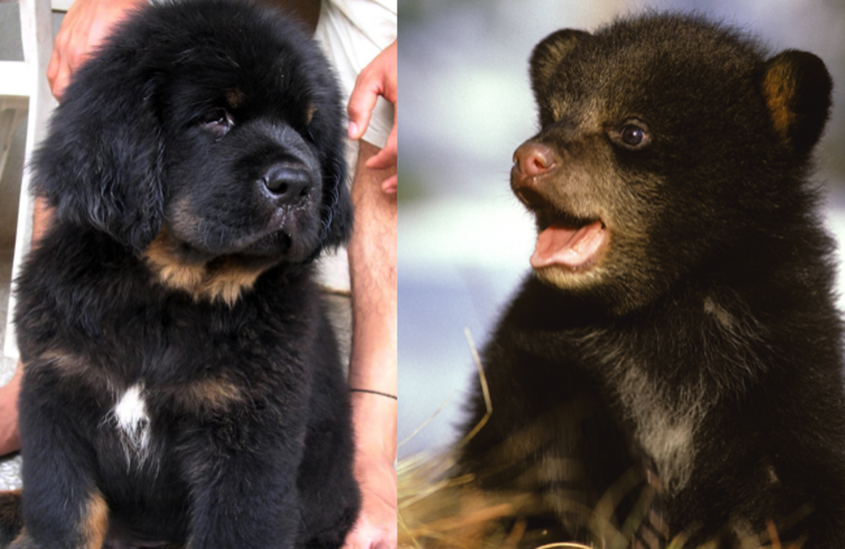 Bear looks like. Тибетский мастиф маленький медведь. Собака похожая на медведя. Мастиф щенок похожий на медведя. Собака похожая на тибетского мастифа.