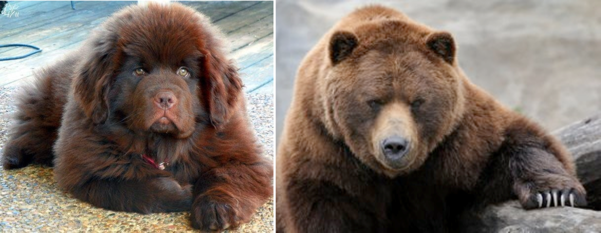 Bear looks like