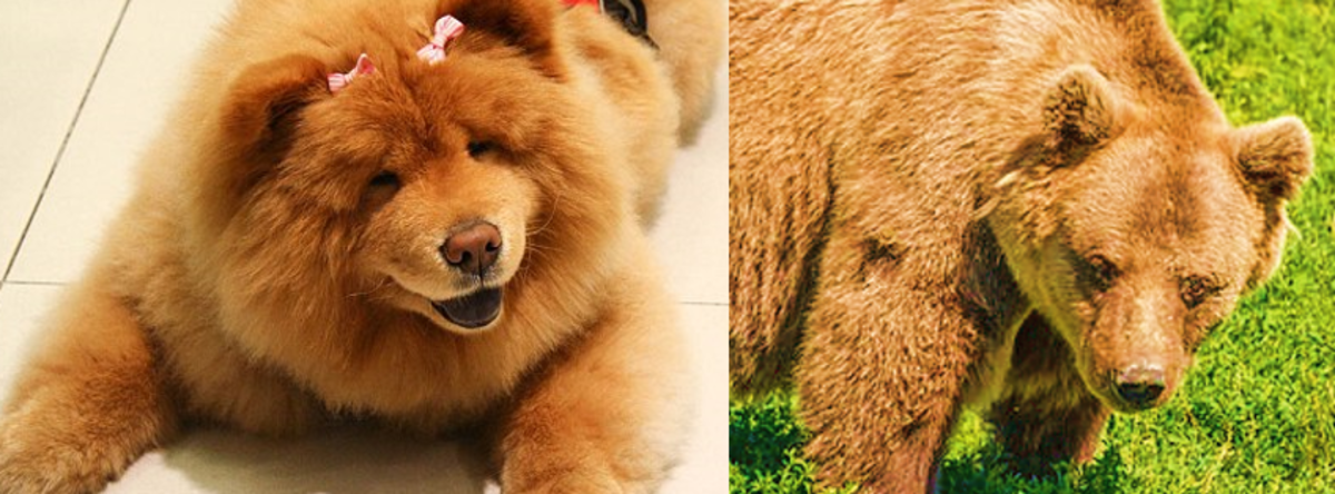 Собака медведь название. Маленькая собачка похожая на медвежонка. Чау чау чаудер. Рыжая собака похожая на медведя. Щенки чау-чау.