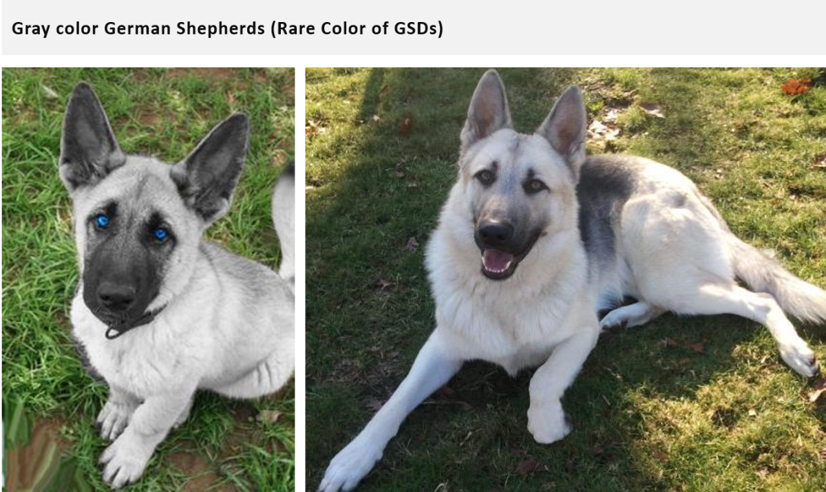 are white german shepherd rare